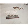Image 6 : Texas Dall Ram Sheep Shoulder Mount Taxidermy