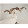 Image 7 : Texas Dall Ram Sheep Shoulder Mount Taxidermy