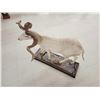 Image 8 : Texas Dall Ram Sheep Shoulder Mount Taxidermy