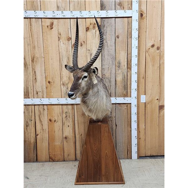 Extra Nice African Waterbuck Pedestal Taxidermy Mount