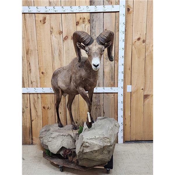 Desert Bighorn Sheep Full Body Taxidermy Mount