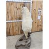 Image 10 : BIG Mountain Goat Full Body Taxidermy Mount