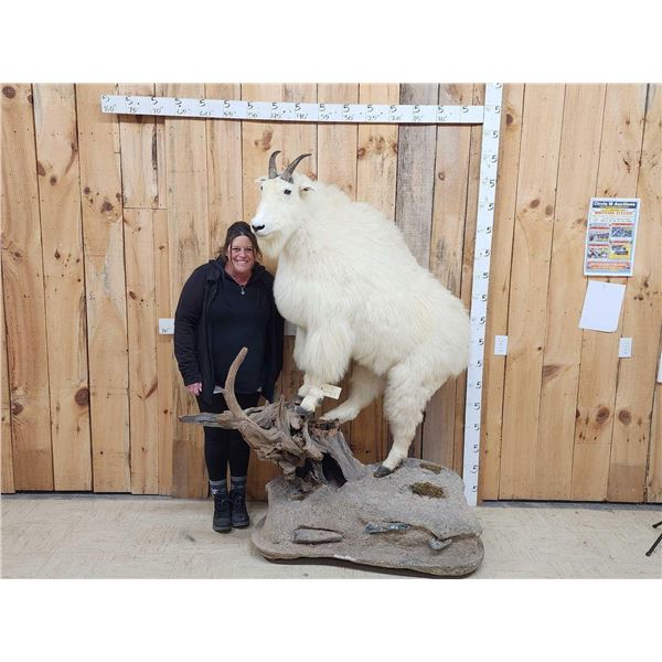 BIG Mountain Goat Full Body Taxidermy Mount