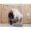Image 1 : BIG Mountain Goat Full Body Taxidermy Mount