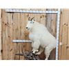 Image 2 : BIG Mountain Goat Full Body Taxidermy Mount