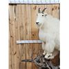 Image 3 : BIG Mountain Goat Full Body Taxidermy Mount