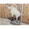 Image 4 : BIG Mountain Goat Full Body Taxidermy Mount