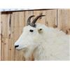 Image 5 : BIG Mountain Goat Full Body Taxidermy Mount