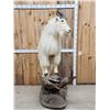 Image 6 : BIG Mountain Goat Full Body Taxidermy Mount