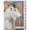 Image 7 : BIG Mountain Goat Full Body Taxidermy Mount
