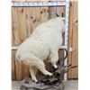 Image 8 : BIG Mountain Goat Full Body Taxidermy Mount