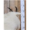 Image 9 : BIG Mountain Goat Full Body Taxidermy Mount