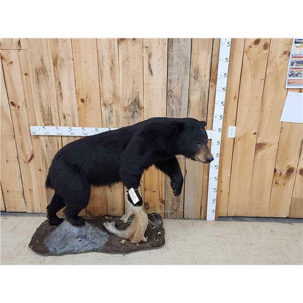 Black Bear Full Body Taxidermy Mount
