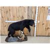 Image 1 : Black Bear Full Body Taxidermy Mount