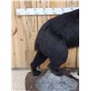 Image 2 : Black Bear Full Body Taxidermy Mount