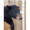 Image 3 : Black Bear Full Body Taxidermy Mount