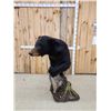 Image 4 : Black Bear Full Body Taxidermy Mount