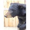 Image 5 : Black Bear Full Body Taxidermy Mount