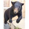 Image 6 : Black Bear Full Body Taxidermy Mount