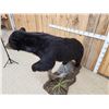 Image 7 : Black Bear Full Body Taxidermy Mount