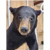 Image 8 : Black Bear Full Body Taxidermy Mount