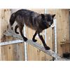 Image 10 : Big Alaskan Black Wolf Full Body Taxidermy Mount