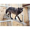 Image 11 : Big Alaskan Black Wolf Full Body Taxidermy Mount