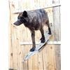 Image 12 : Big Alaskan Black Wolf Full Body Taxidermy Mount
