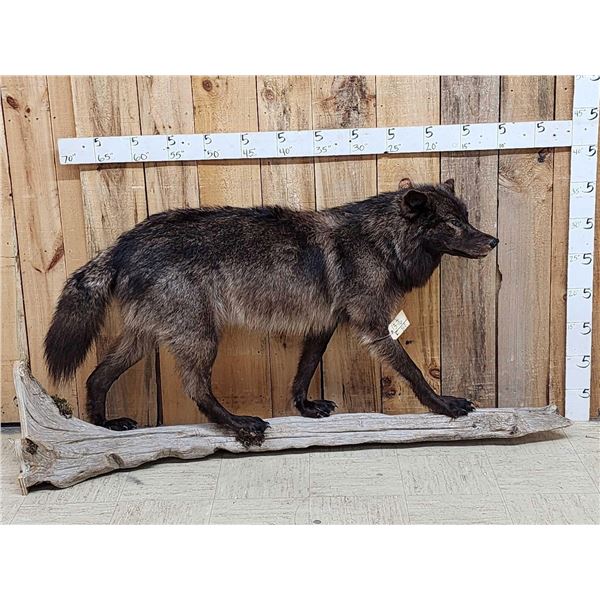 Big Alaskan Black Wolf Full Body Taxidermy Mount