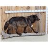 Image 1 : Big Alaskan Black Wolf Full Body Taxidermy Mount