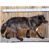 Image 2 : Big Alaskan Black Wolf Full Body Taxidermy Mount