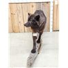 Image 3 : Big Alaskan Black Wolf Full Body Taxidermy Mount
