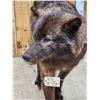 Image 4 : Big Alaskan Black Wolf Full Body Taxidermy Mount