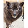Image 5 : Big Alaskan Black Wolf Full Body Taxidermy Mount