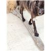 Image 6 : Big Alaskan Black Wolf Full Body Taxidermy Mount