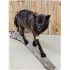 Image 7 : Big Alaskan Black Wolf Full Body Taxidermy Mount