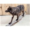 Image 8 : Big Alaskan Black Wolf Full Body Taxidermy Mount