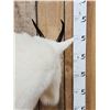 Image 10 : Gorgeous Mountain Goat Full Body Taxidermy Mount
