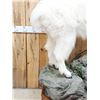Image 11 : Gorgeous Mountain Goat Full Body Taxidermy Mount