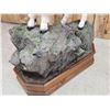 Image 12 : Gorgeous Mountain Goat Full Body Taxidermy Mount