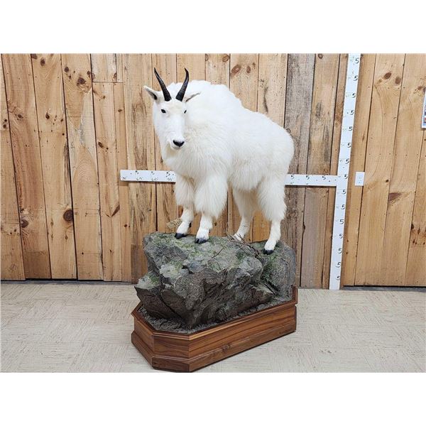 Gorgeous Mountain Goat Full Body Taxidermy Mount