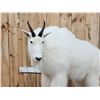 Image 2 : Gorgeous Mountain Goat Full Body Taxidermy Mount