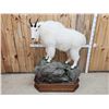 Image 3 : Gorgeous Mountain Goat Full Body Taxidermy Mount