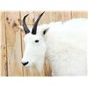 Image 4 : Gorgeous Mountain Goat Full Body Taxidermy Mount
