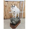 Image 5 : Gorgeous Mountain Goat Full Body Taxidermy Mount