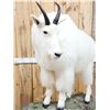 Image 6 : Gorgeous Mountain Goat Full Body Taxidermy Mount