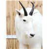 Image 7 : Gorgeous Mountain Goat Full Body Taxidermy Mount