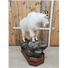 Image 8 : Gorgeous Mountain Goat Full Body Taxidermy Mount
