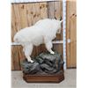 Image 9 : Gorgeous Mountain Goat Full Body Taxidermy Mount