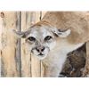 Image 10 : Mountain Lion Cougar Full Body Taxidermy Mount